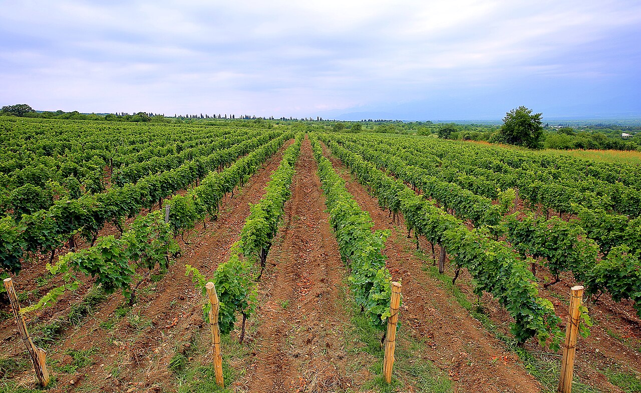 Private Kakheti Wine Tour with a Sommelier