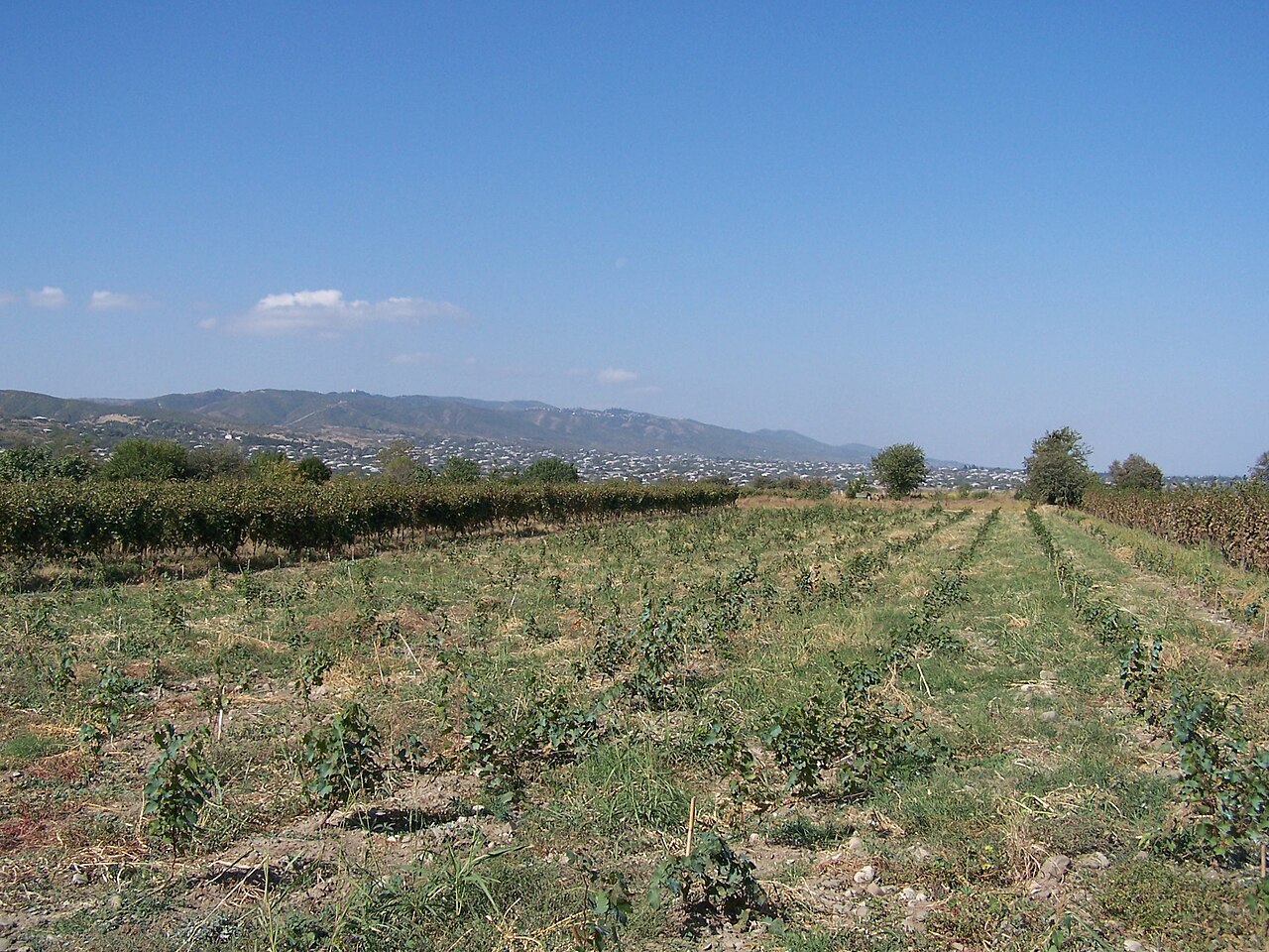 Kakheti Wine Tour